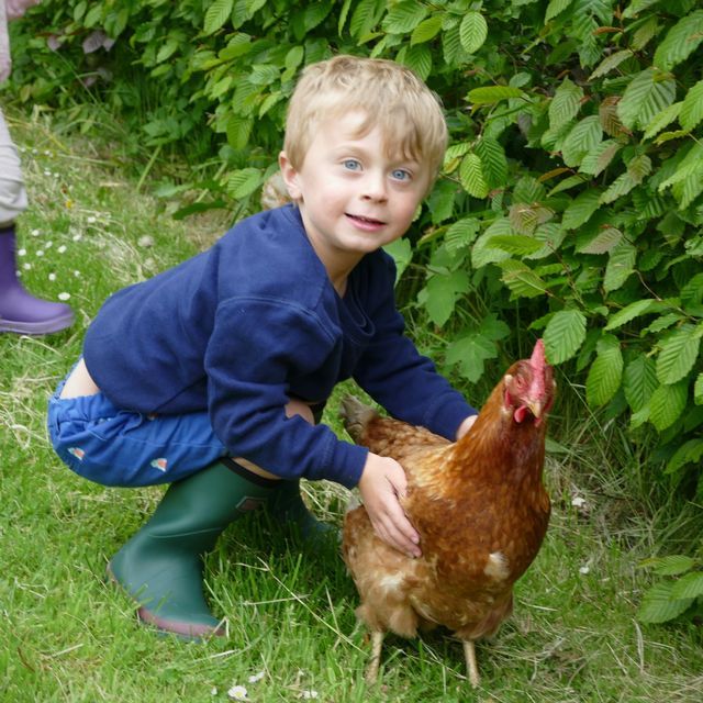 Little boy with his hen